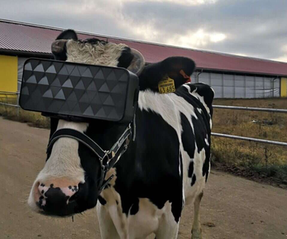 wirtualna-rzeczywistosc-krowy