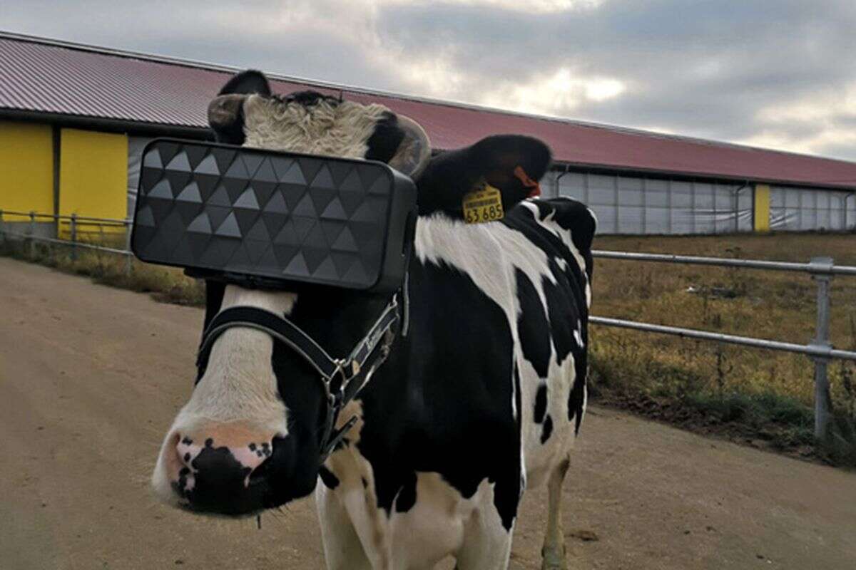 wirtualna-rzeczywistosc-krowy