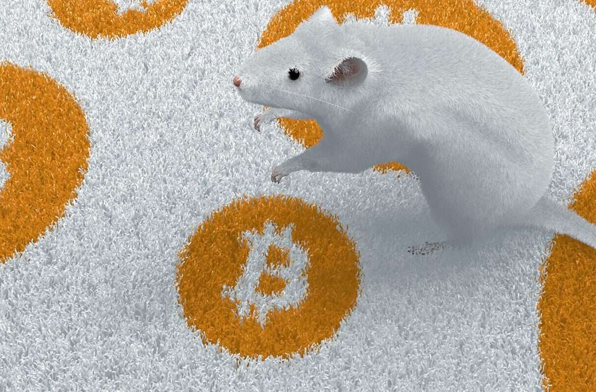 Genetycznie zmodyfikowana mysz z Bitcoinem w DNA, BitMouseDAO