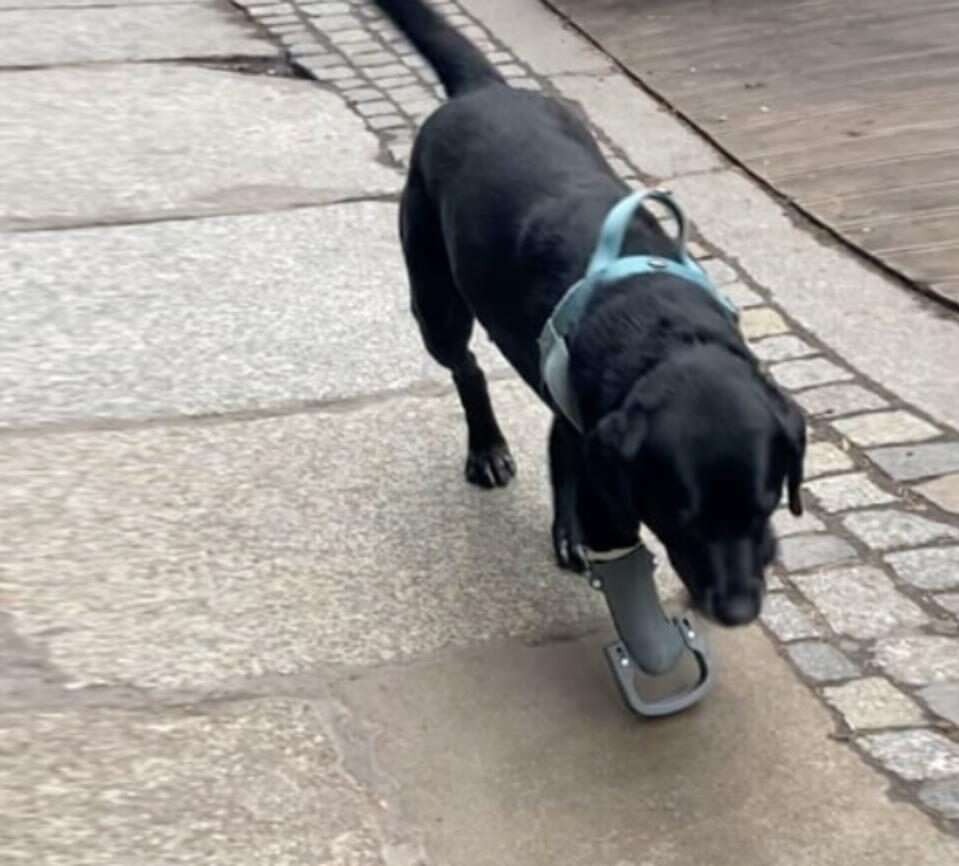 Polak zapewnia protezy okaleczonym psom, protezy okaleczonym psom,