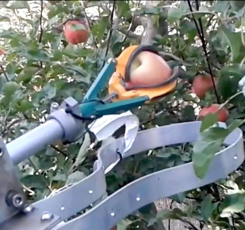 Smaczniejsze owoce dzięki SI, sztuczna inteligencja może odmienić rolnictwo