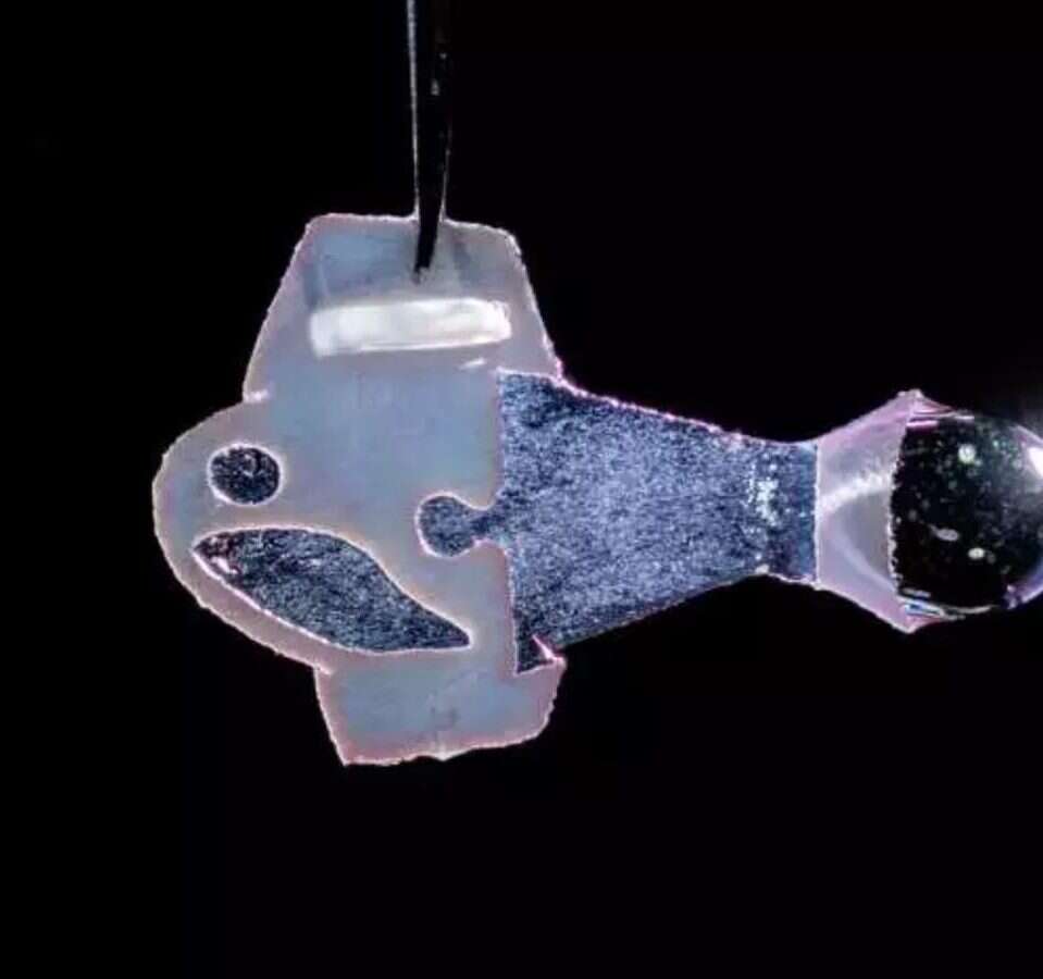 Ta biohybrydowa ryba z bijącymi komórkami ludzkiego serca ma doprowadzić do stworzenia sztucznych serc dla dzieci