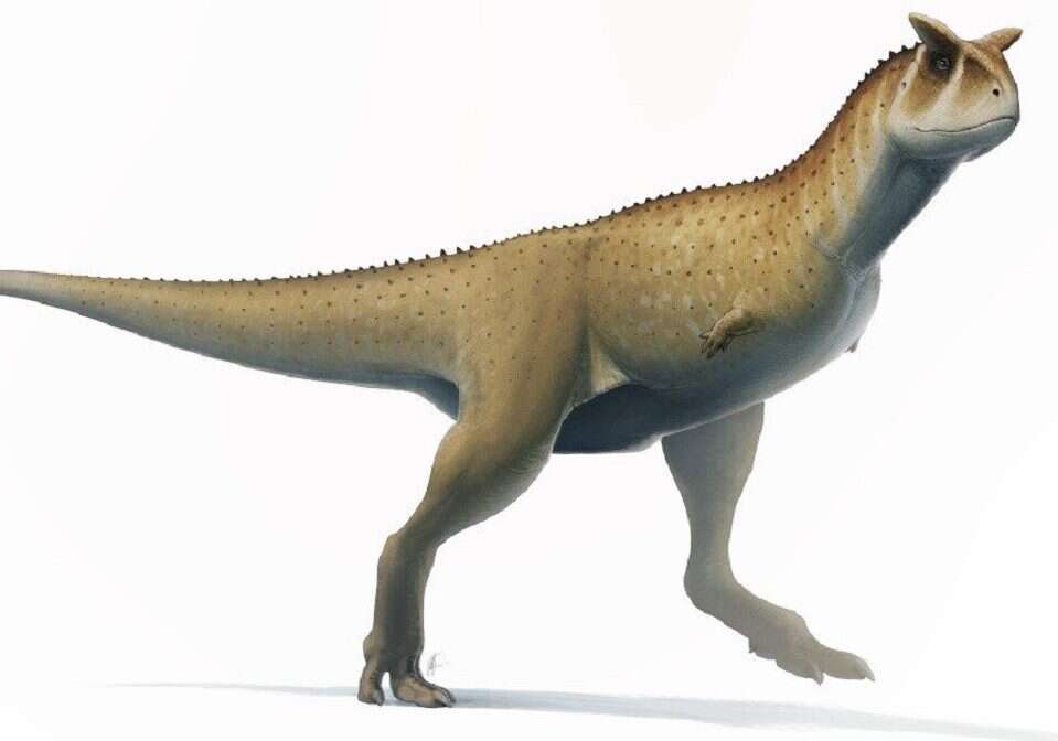 Bezramienny dinozaur z Argentyny. Niecodzienne znalezisko paleontologów