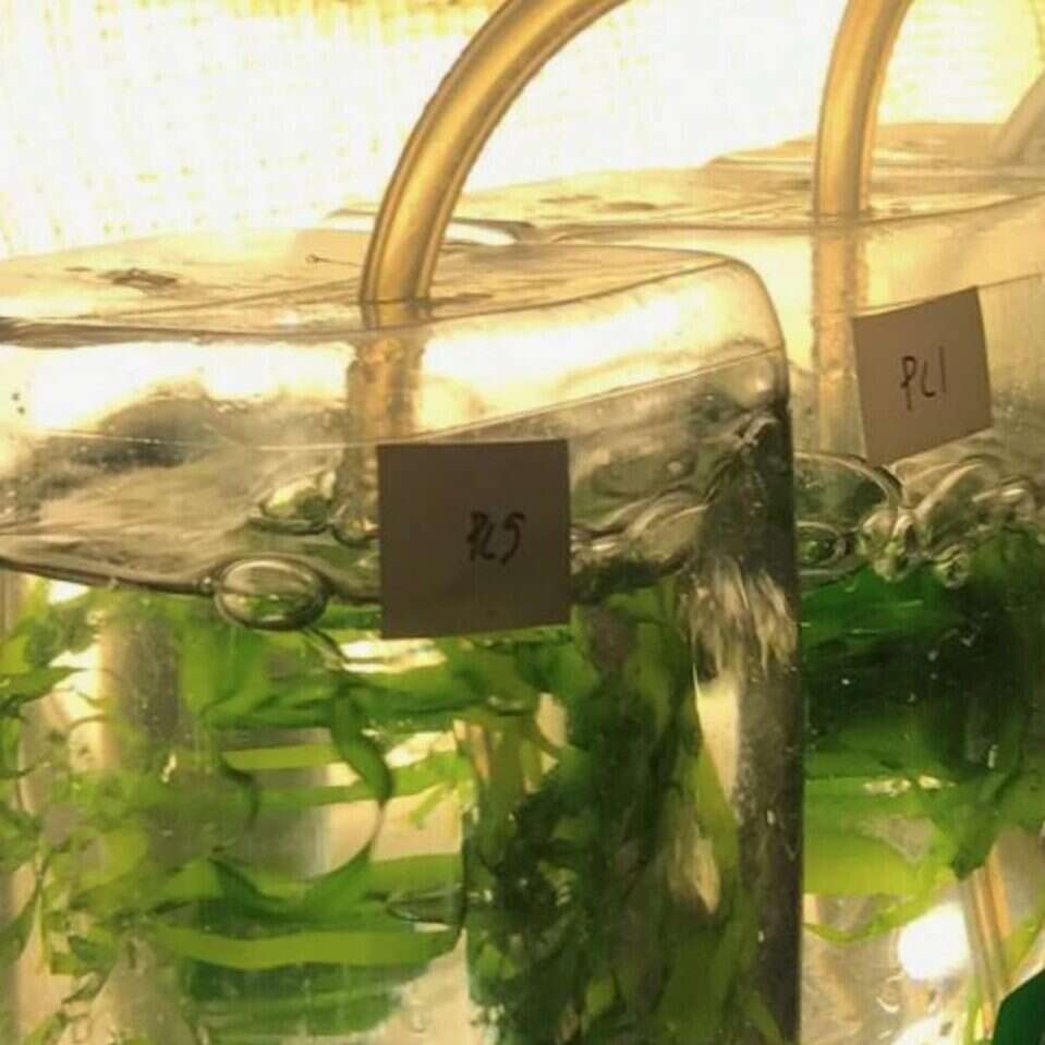 Nietypowy nawóz dla morskich wodorostów,