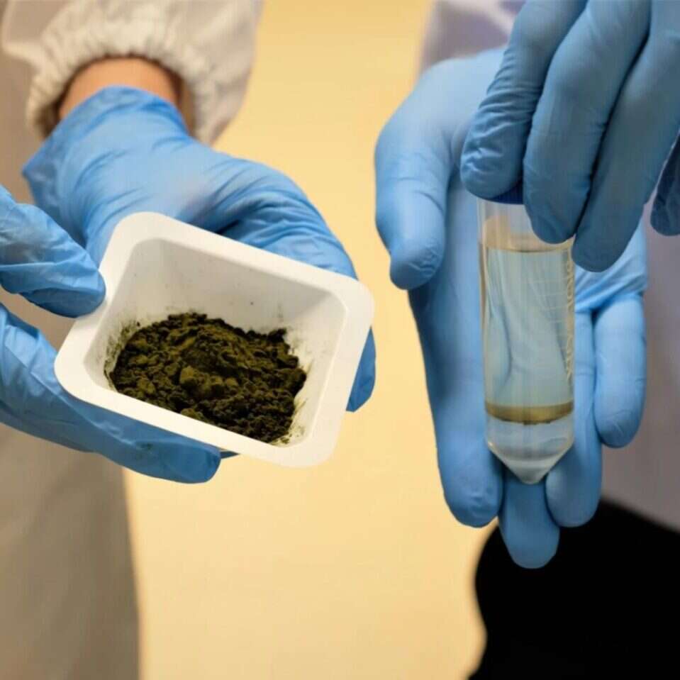 Olej z alg, oleju palmowego, algi