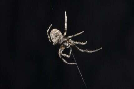 zastosowania pajęczyn u pająków, pajęcze sieci, sieci pająków