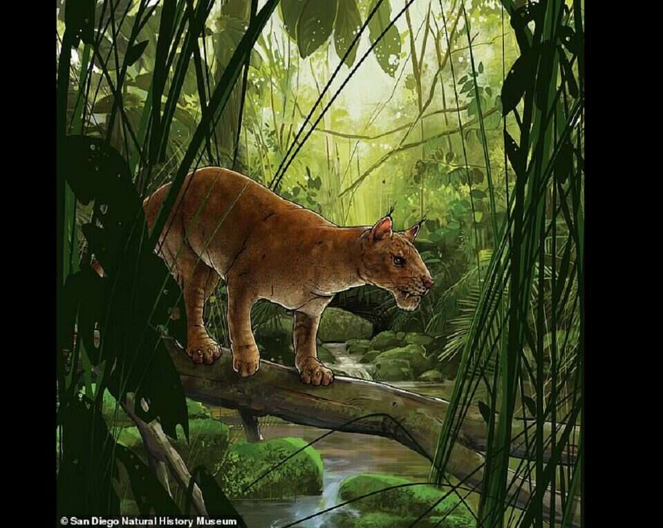 Ten drapieżnik był nieco bardziej przerażający od współczesnych kotów. Zamieszkiwał Ziemię miliony lat temu