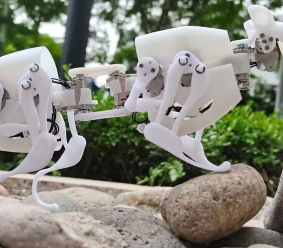 robotyczny szczur, SQuro