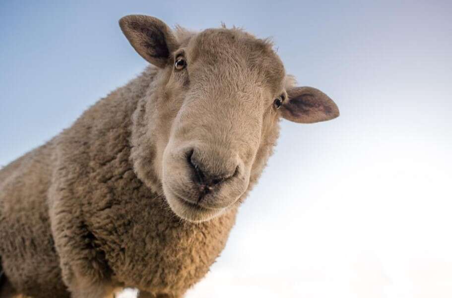 Hodowla owiec na polach z panelami słonecznymi
