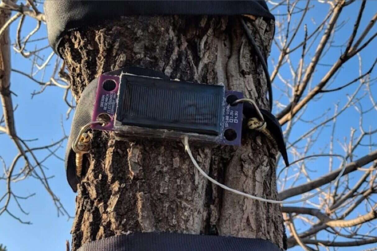 Po co drzewom akcelerometry