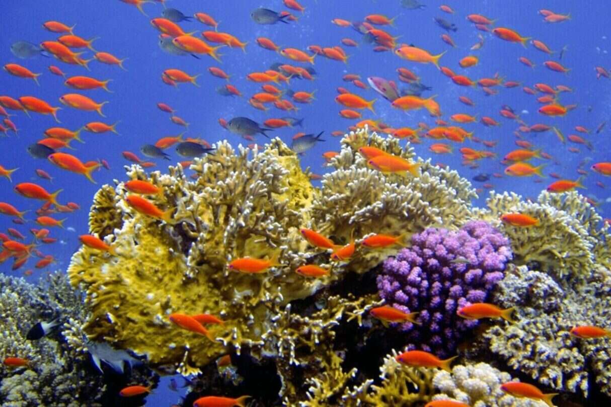 Zmiany klimatu, oceaniczne sanktuaria do ochrony raf koralowych